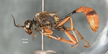 Media type: image;   Entomology 14346 Aspect: habitus lateral view